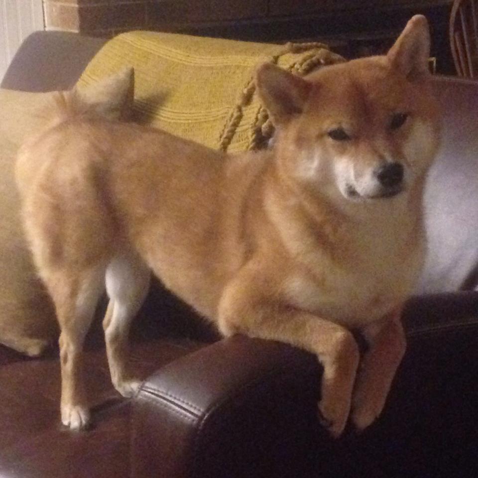 乐鱼电竞在线平台登录入口-G联赛球队教练更换动态，nba教练更换