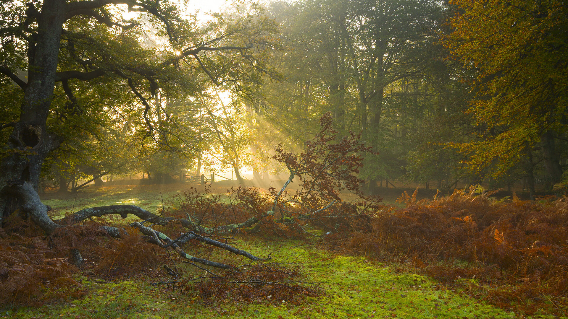 G联赛球队教练更换动态,nba教练更换