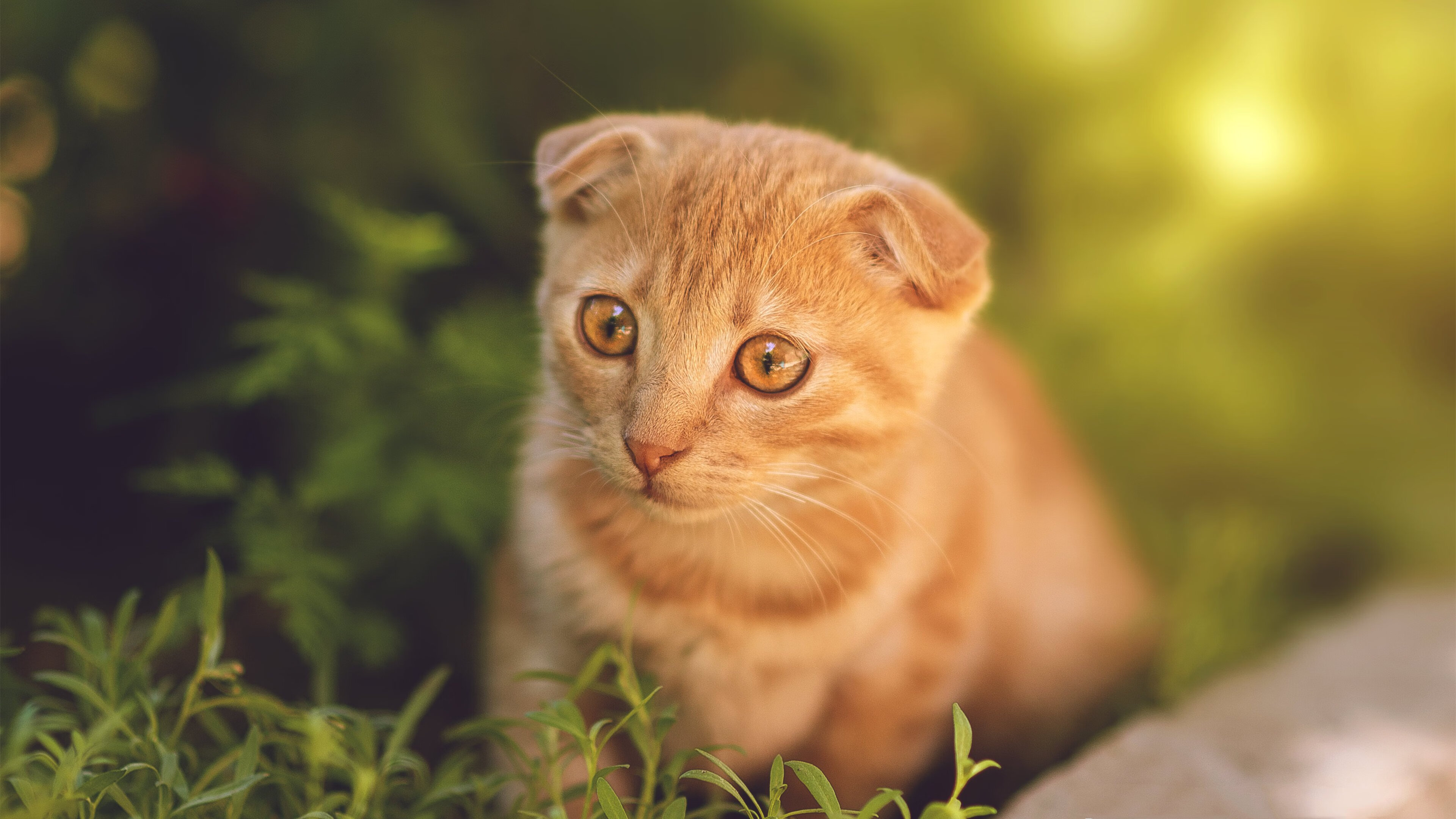 乌拉圭男足在巴黎奥运会上击败多支强队,乌拉圭男足主帅