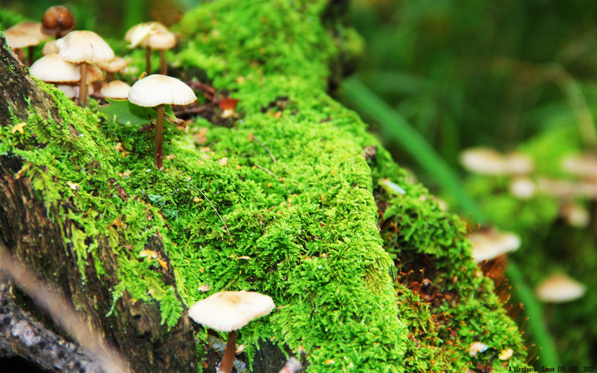 勇士横扫掘金晋级,库里狂砍38分率队再前进,库里35分勇士惜败开拓