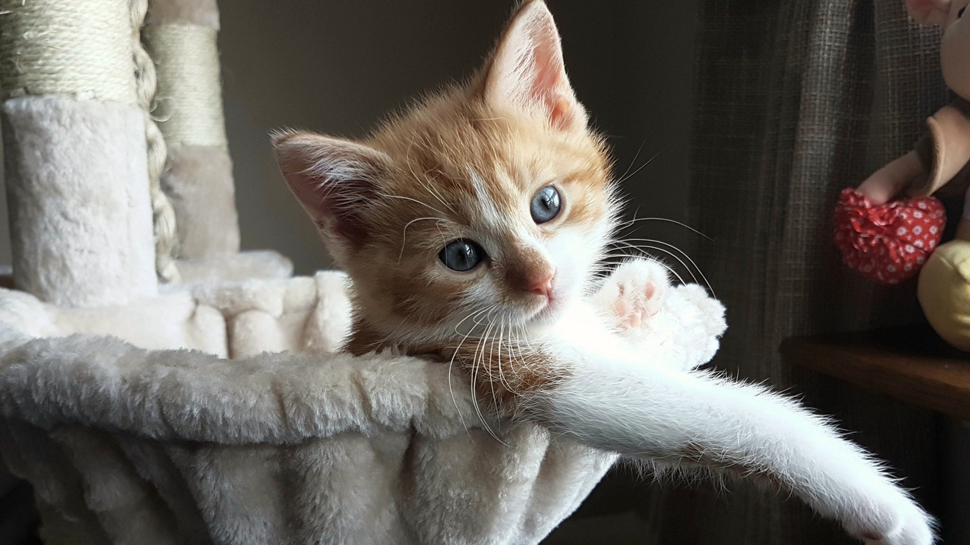 Leyu Sport登录入口-常昊当选中国围棋协会主席，提出“围棋名城”发展战略