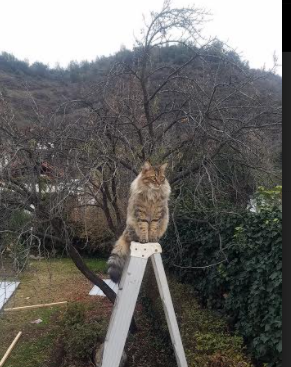 森林狼稳扎稳打拿下比赛,森林狼队比赛