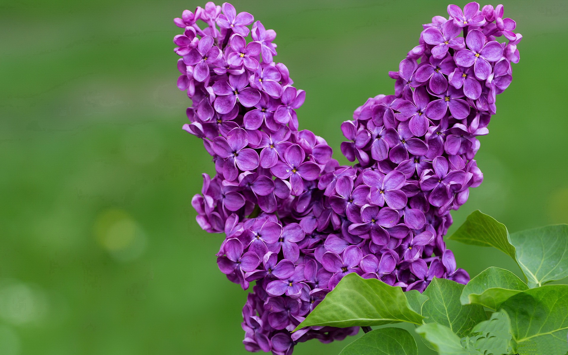 APP下载 LY Sports-森林狼赛季开局表现抢眼，森林狼首发阵容