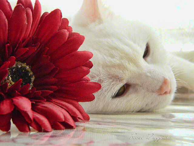 LEYU乐鱼体育官方网站-河南建业客场不敌，积分榜垫底成为保级最危险一队，河南建业新球场效果图