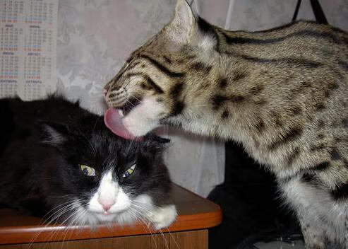 热刺客场小胜伯恩茅斯,保住前四位置,热刺vs伯恩茅斯