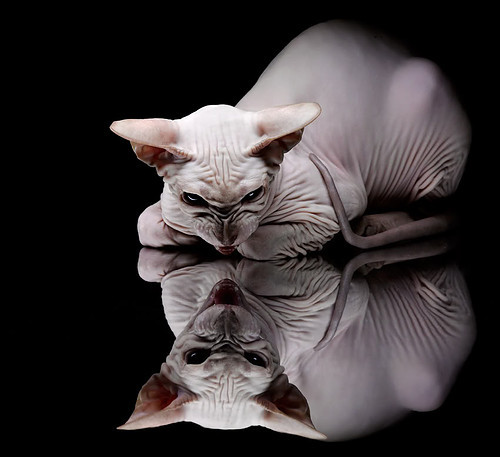 乐鱼官方登录入口-热刺客场小胜诺里奇，继续追赶榜首，热刺小球迷感人视频