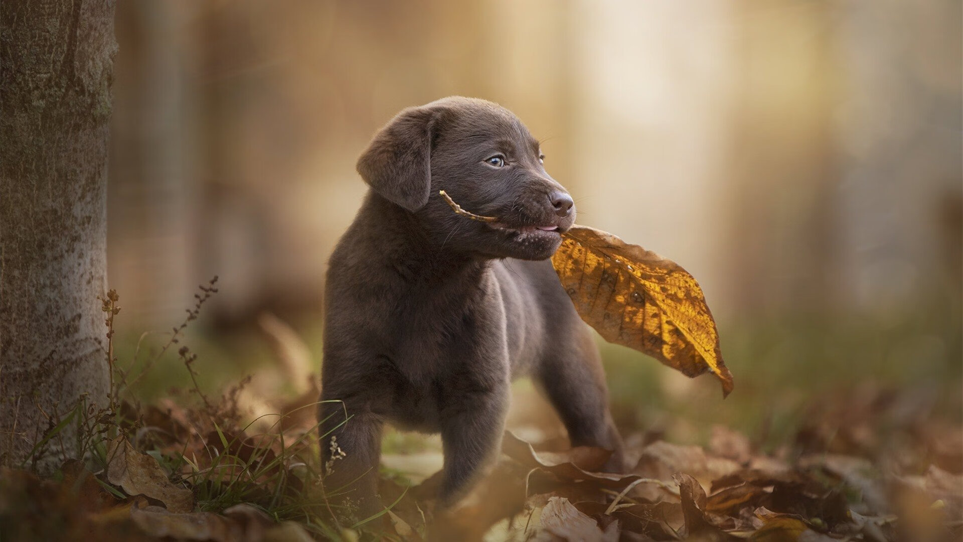 瑞士队斩获“雪地控球王”称号