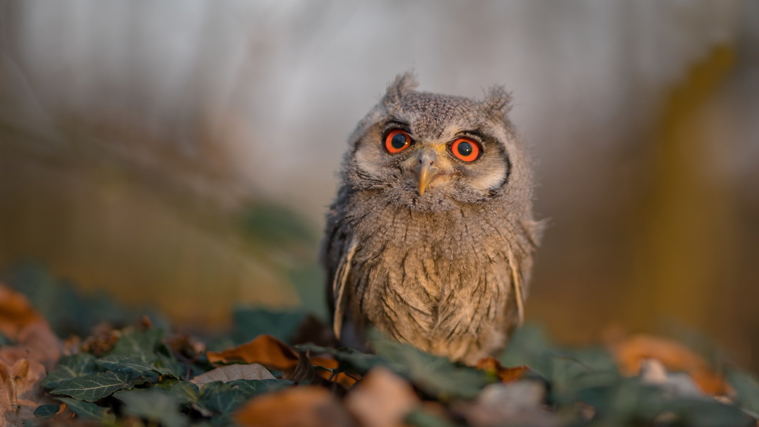 乐鱼官网-那不勒斯是否能再次复制意甲冠军奇迹，那不勒斯获得意甲冦军是那年