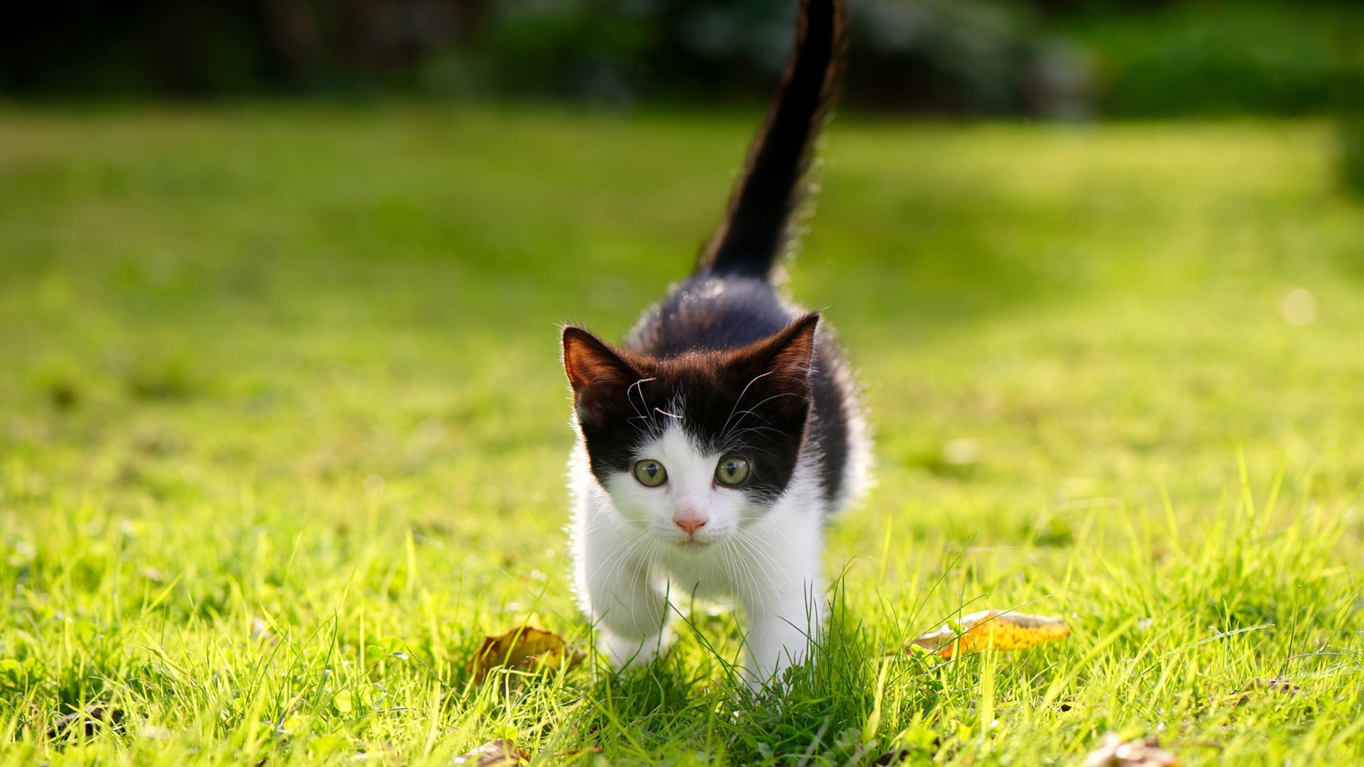 里尔客场逆转蒙彼利埃,取得胜利,里尔vs蒙彼利埃谁赢了