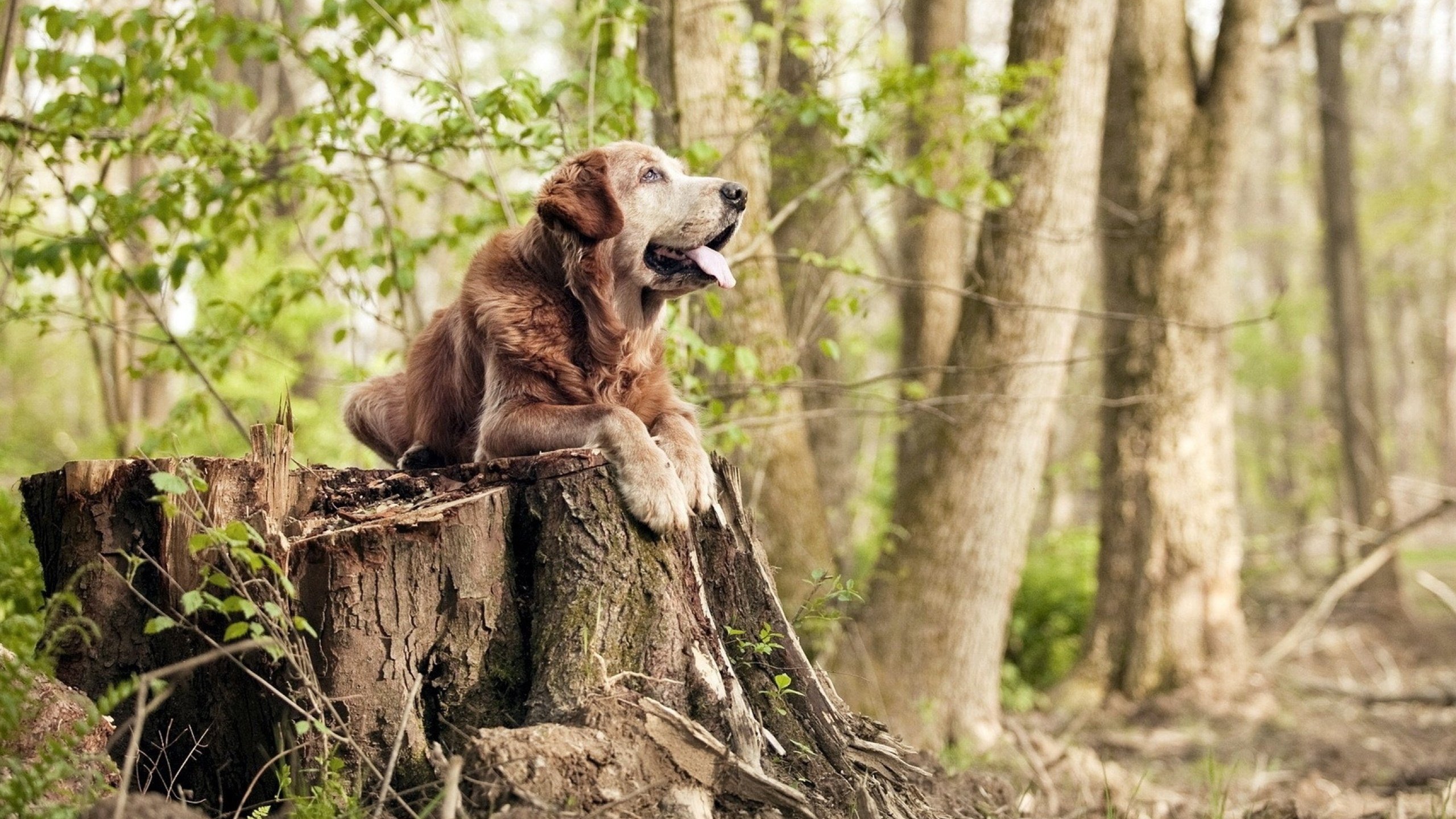 NBA赛季抢断效率统计分析,nba抢断榜历史记录