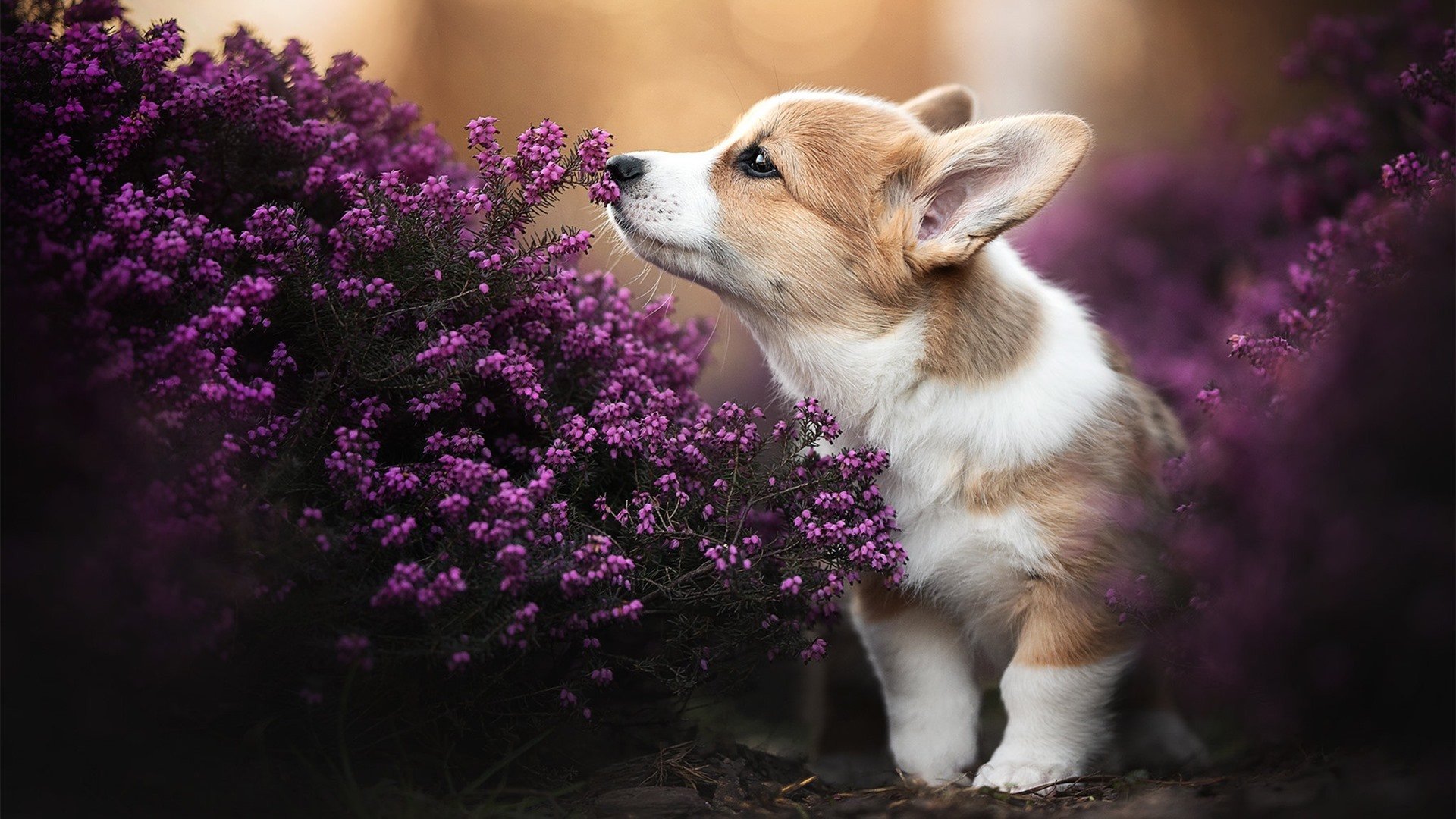 世界青年羽毛球巡回赛中国新星崭露头角，羽毛球世青赛冠军名单