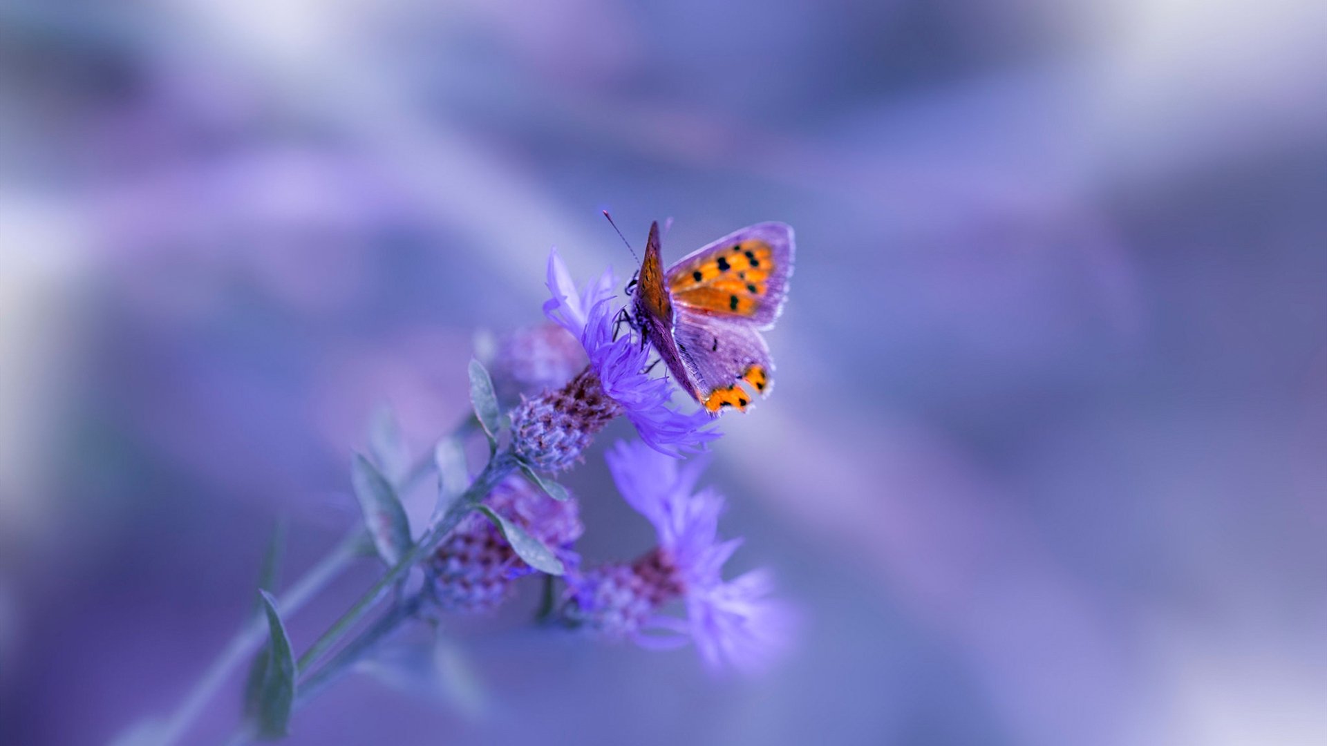 国足传中精准度与前锋跑位成功率配对,国足鼎盛时期十大前锋排名