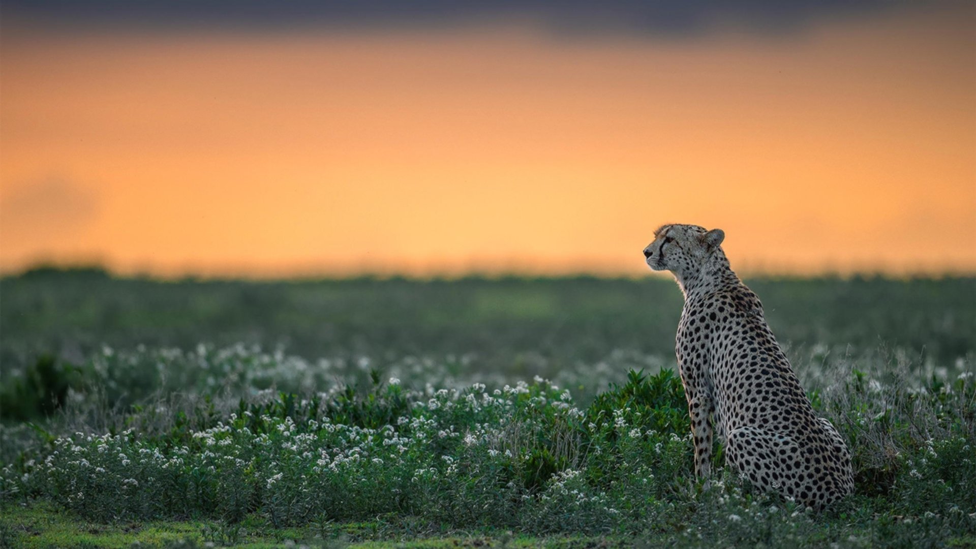 体育新闻中心启动体育内容版权保护与纠纷调解机制,体育新闻报刊