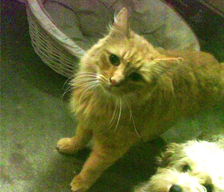 队长角色更新为年轻核心提供空间,队长实力