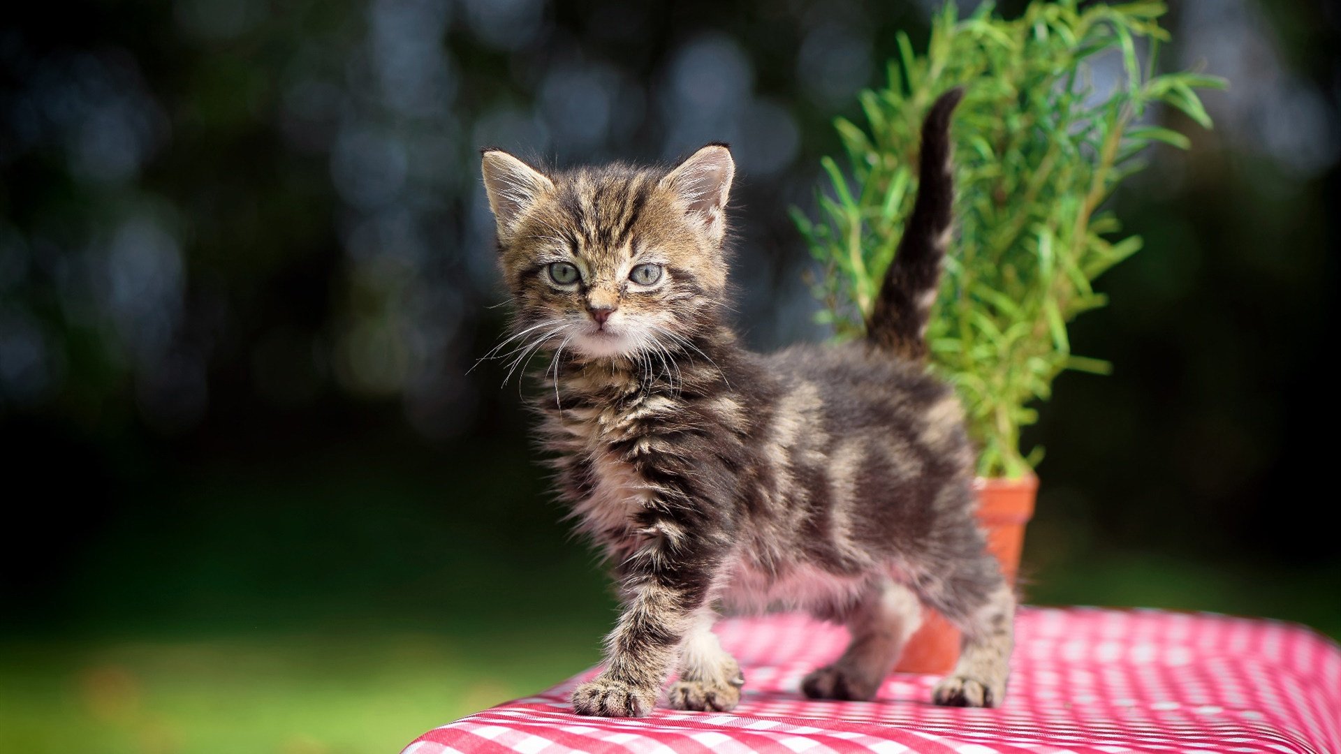 乐鱼电竞在线平台-国家队后卫线上直播战术复盘互动教学获得粉丝好评，足球国家队后卫
