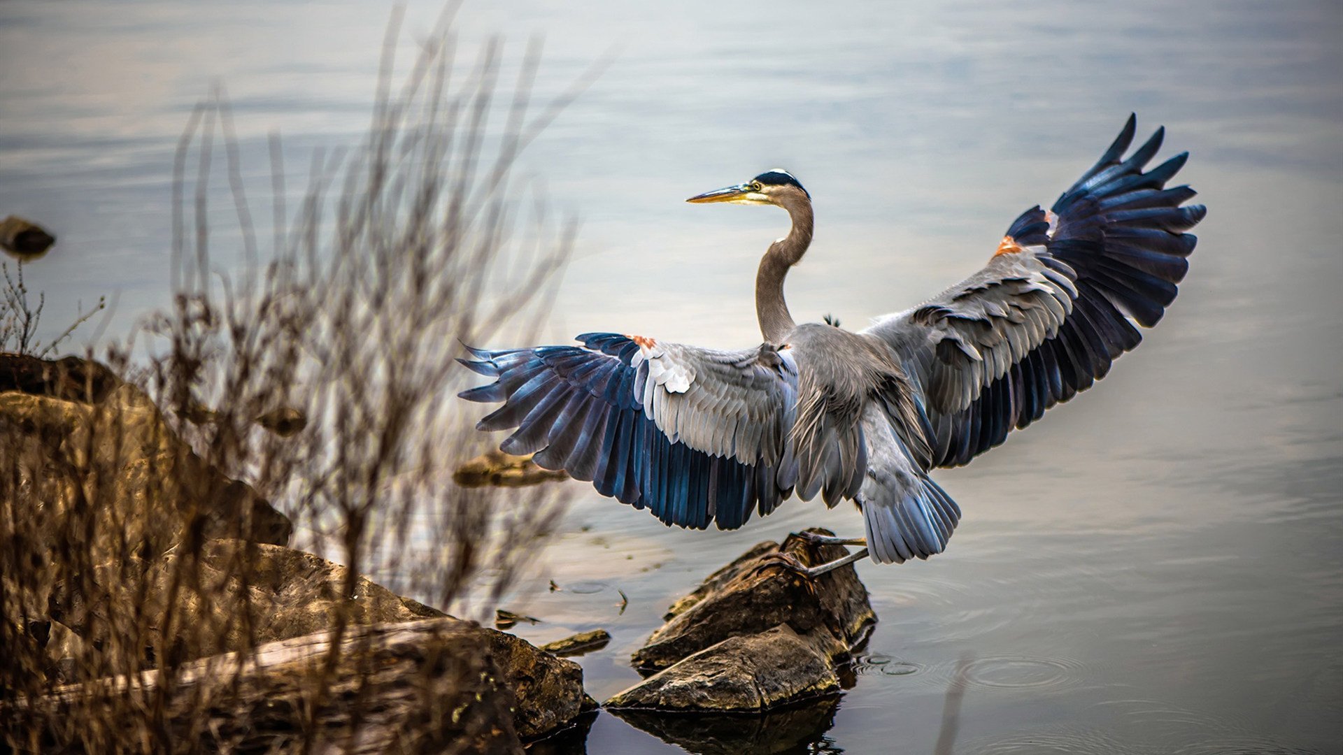 国王阵容深度成西部黑马,国王队打法