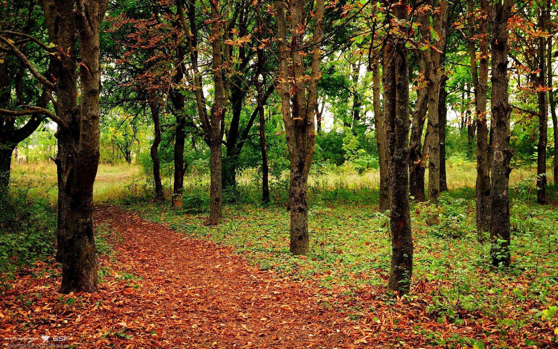 巴西队新星表现抢眼,有望在世界杯中大放异彩