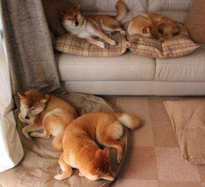 张雨霏与偶像合影传承游泳精神,张雨霏80分钟内揽获两块金牌