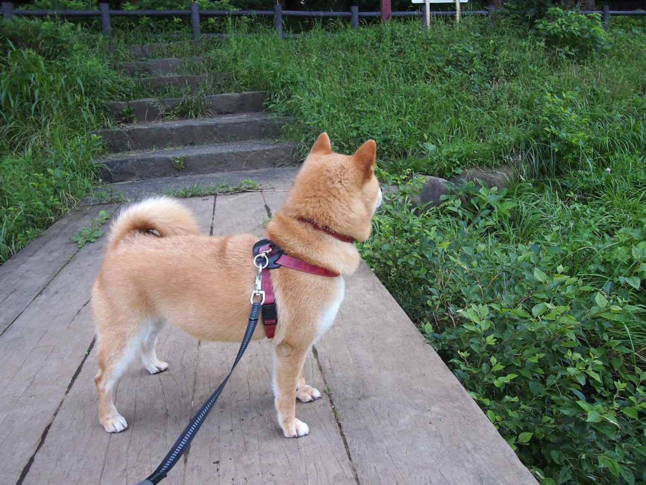 步行者减少失误增强比赛稳定性，步行者队比赛