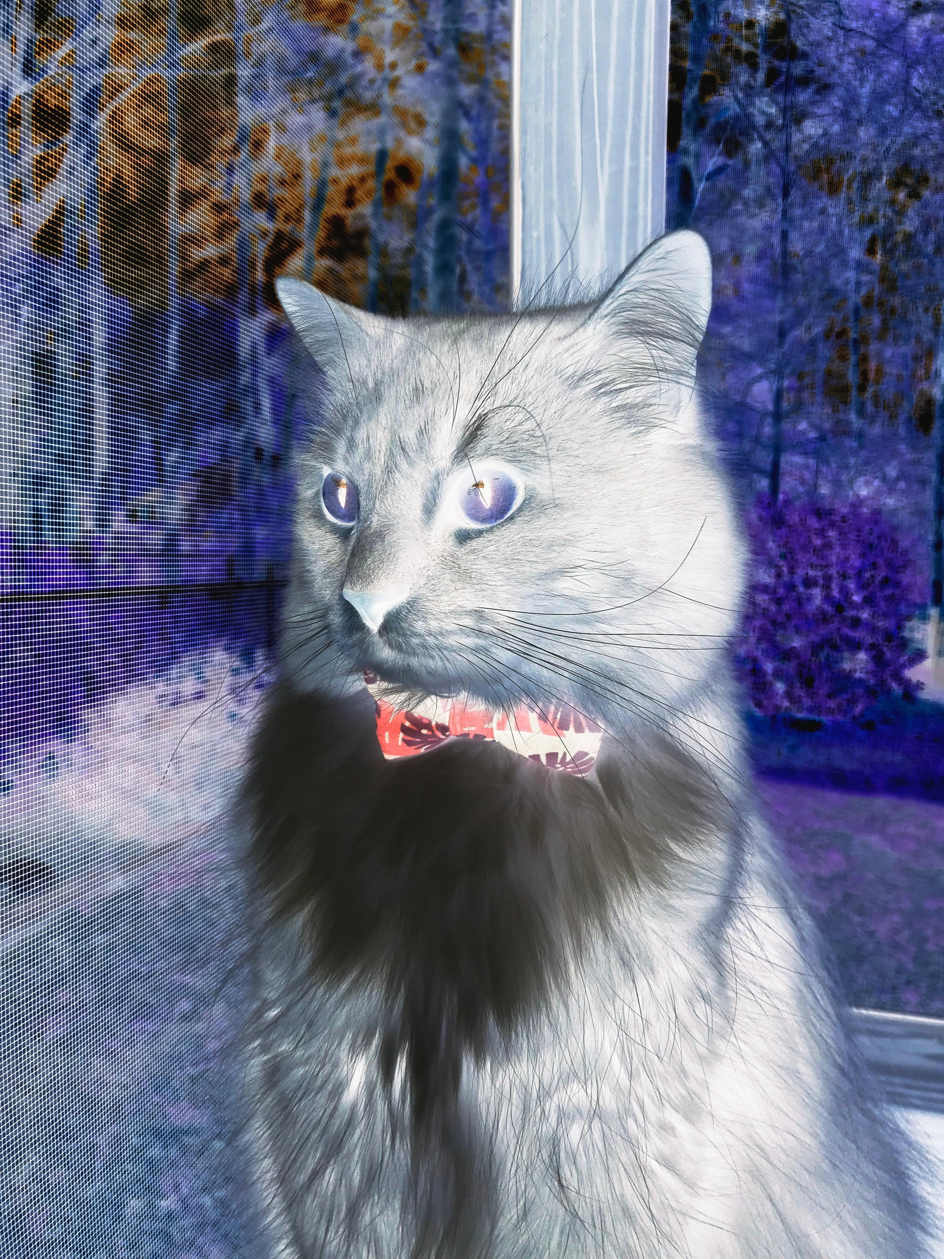 英格兰两队表现同步,橄榄球走向黄金时代,英国橄榄球