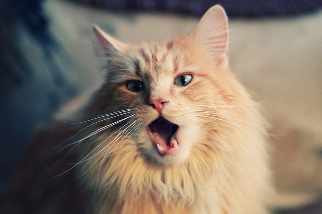 青少年球员数据档案管理系统上线提升人才评估科学性,青少年球员转会规定